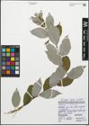 Foto von Salix caprea L.